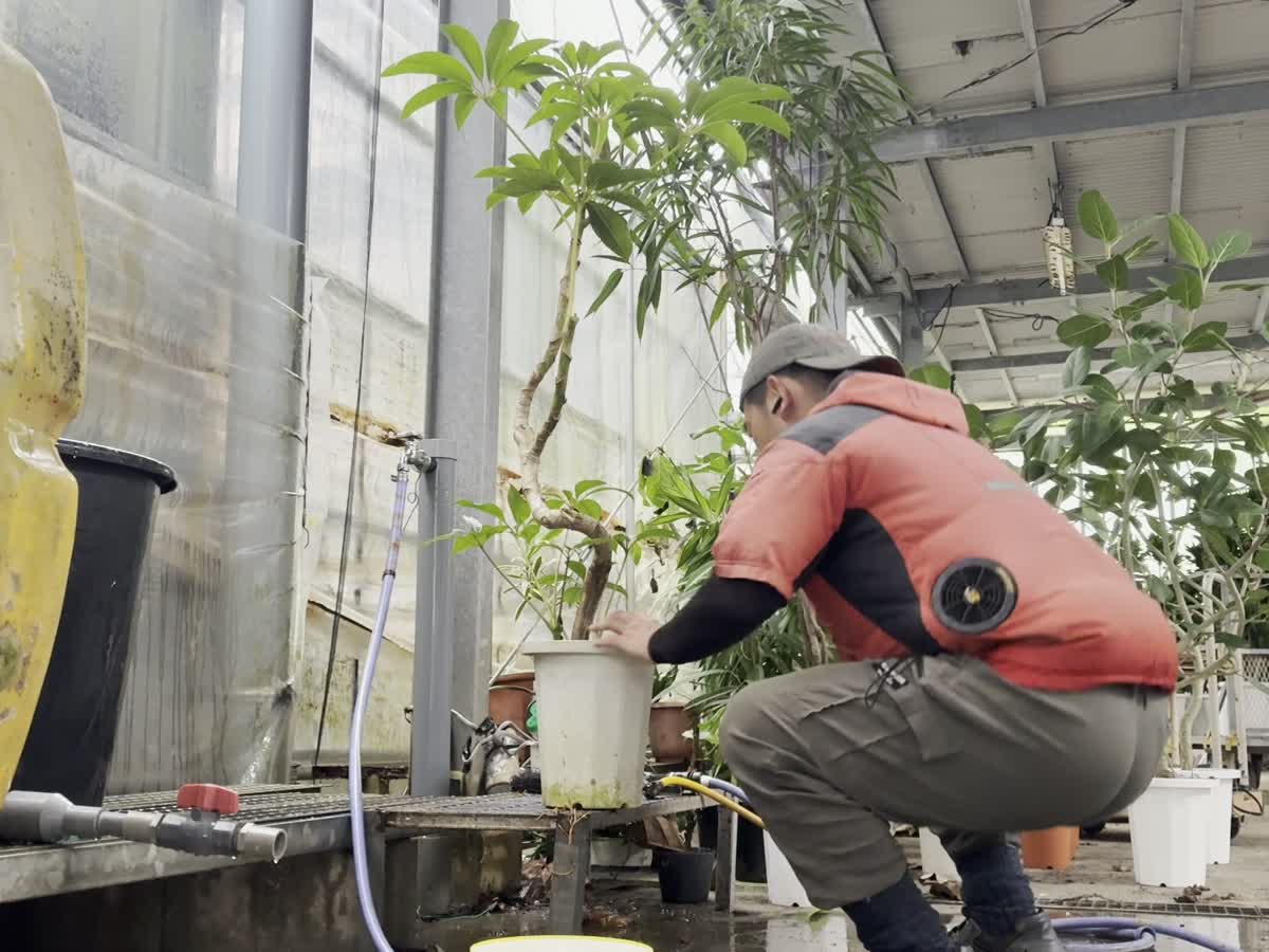 生産者が植物を手入れする様子
