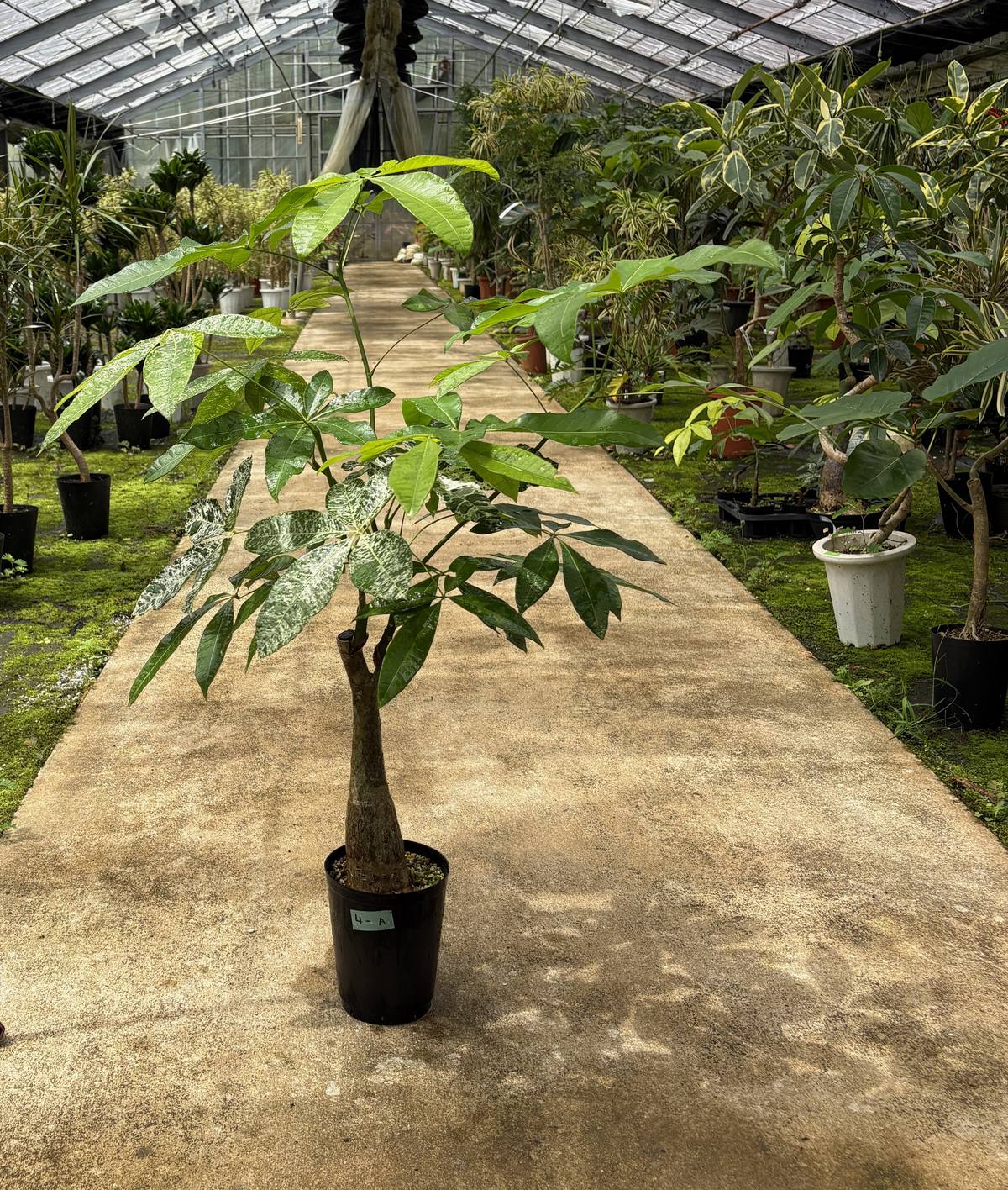 沖縄・やんばるのハウス。苗から育てた観葉植物が並ぶ通路