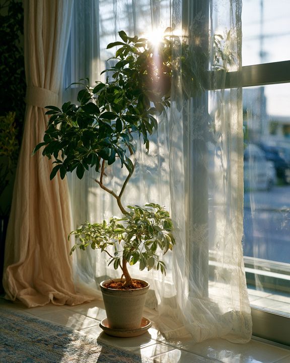 植物をはじめて育てる方へ