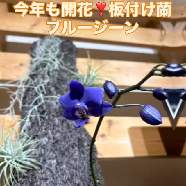 板付け蘭ブルージーンの開花