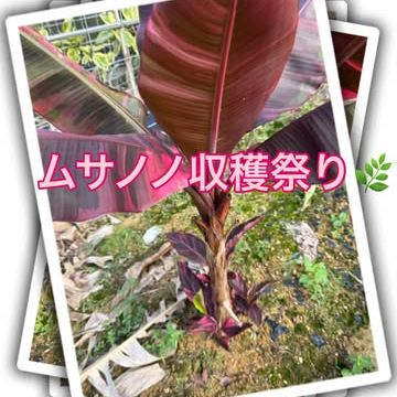 ムサノノの美しい葉色