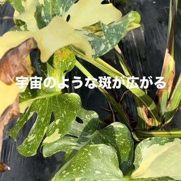 モンステラ タイコンステレーションの斑