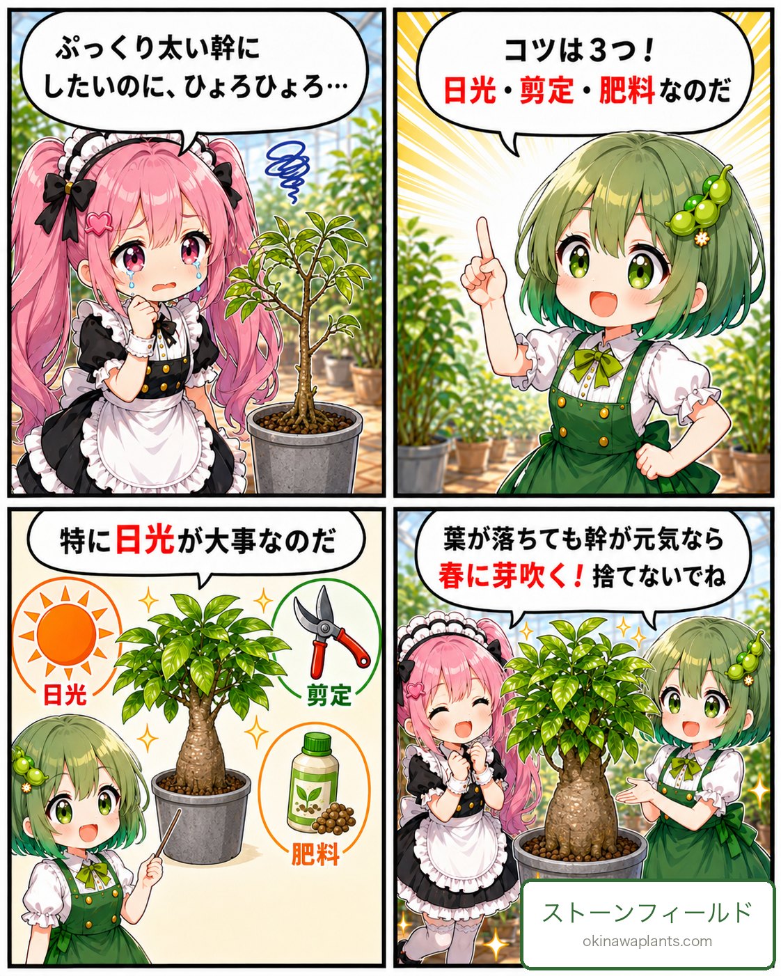 ガジュマルの幹を太くするコツは日光・剪定・肥料と解説する4コマ漫画