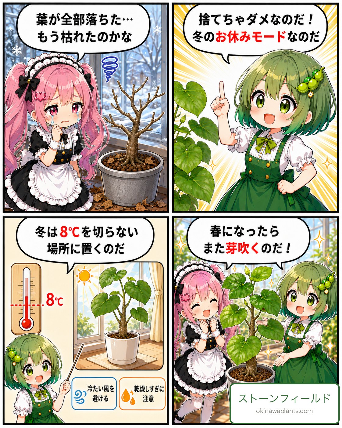 冬に葉を落としたウンベラータは捨てないで。8℃を守れば春に芽吹くと解説する4コマ漫画