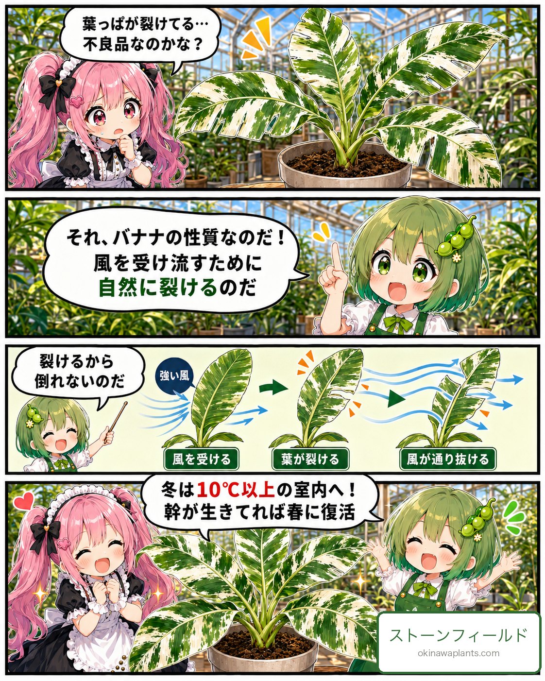 バナナの葉が裂けるのは風を受け流すための自然な性質と解説する4コマ漫画