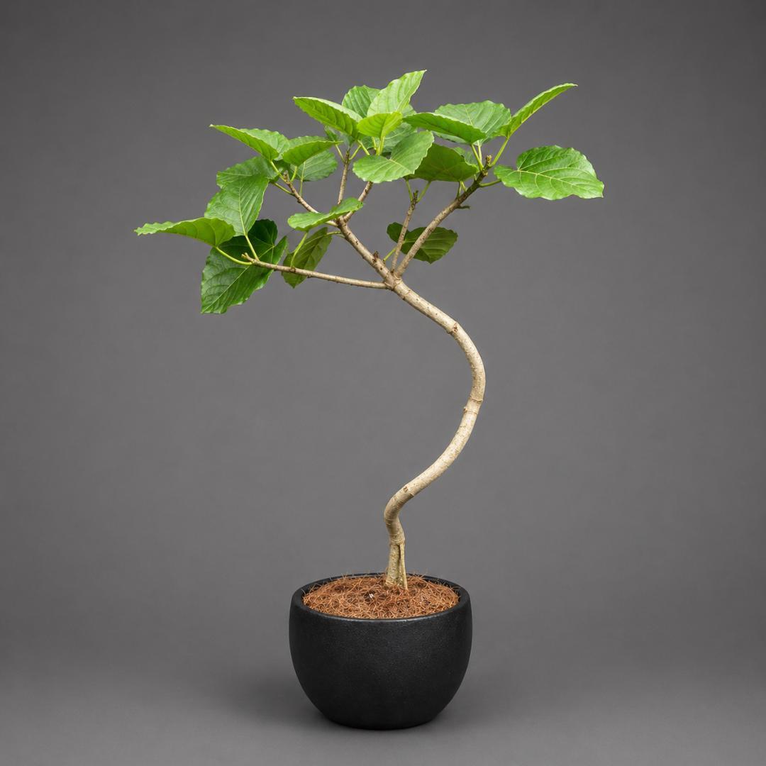 植物をはじめて育てる方へ