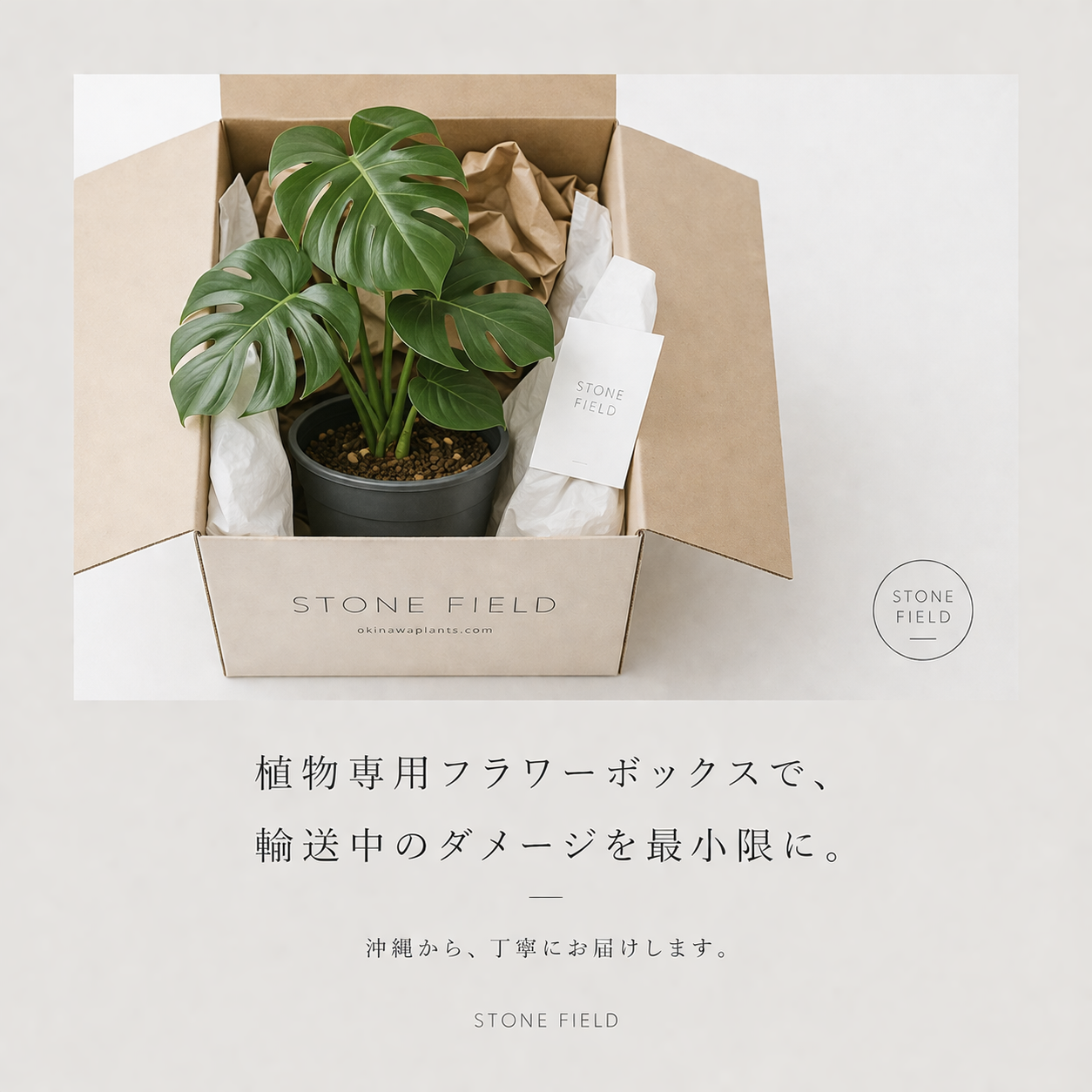 ウンベラータ4B