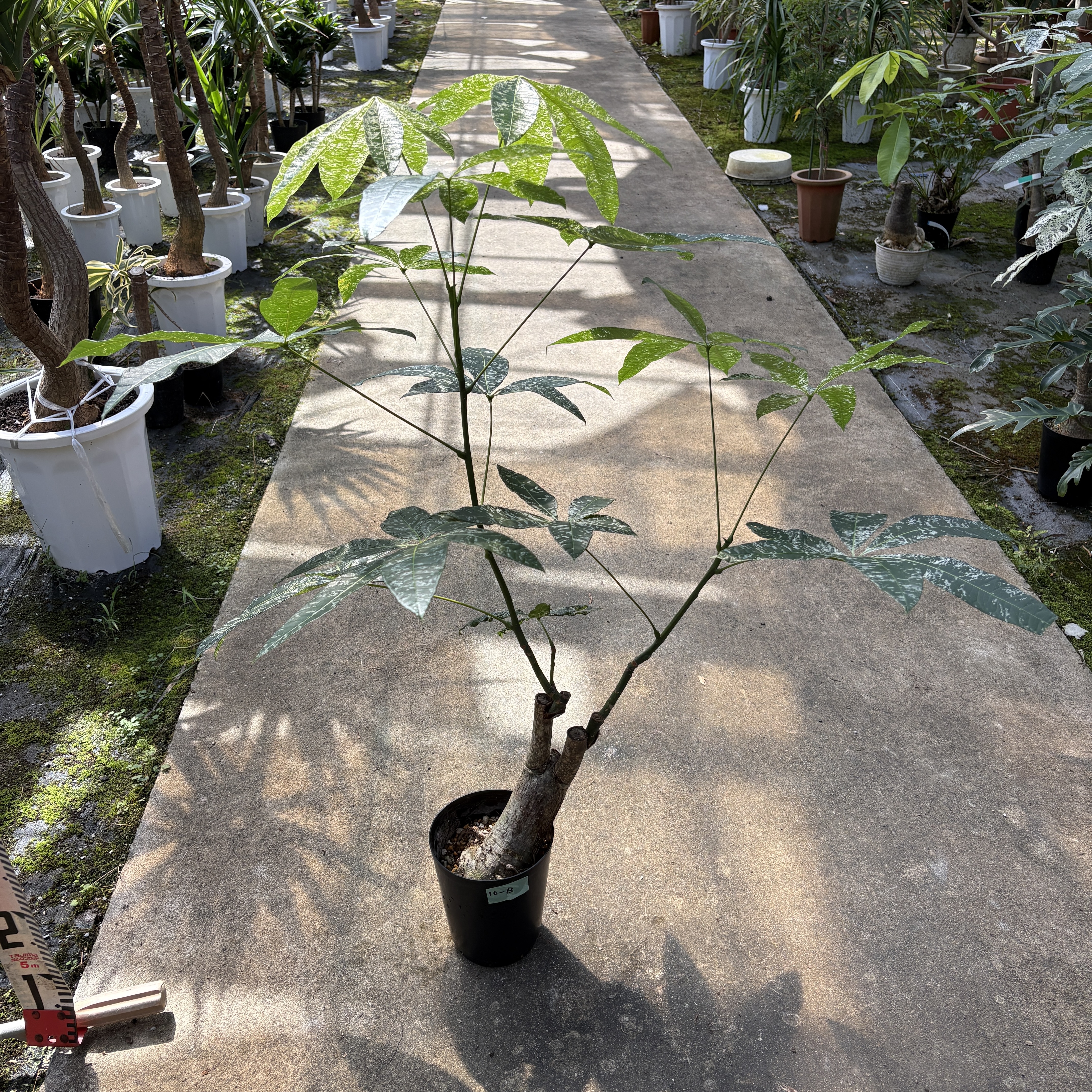パキラミルキーウェイ接木10B_95cm