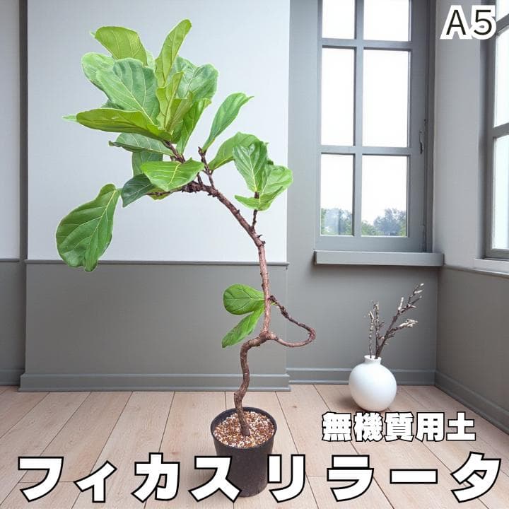 フィカス リラータ A5 曲がり individual