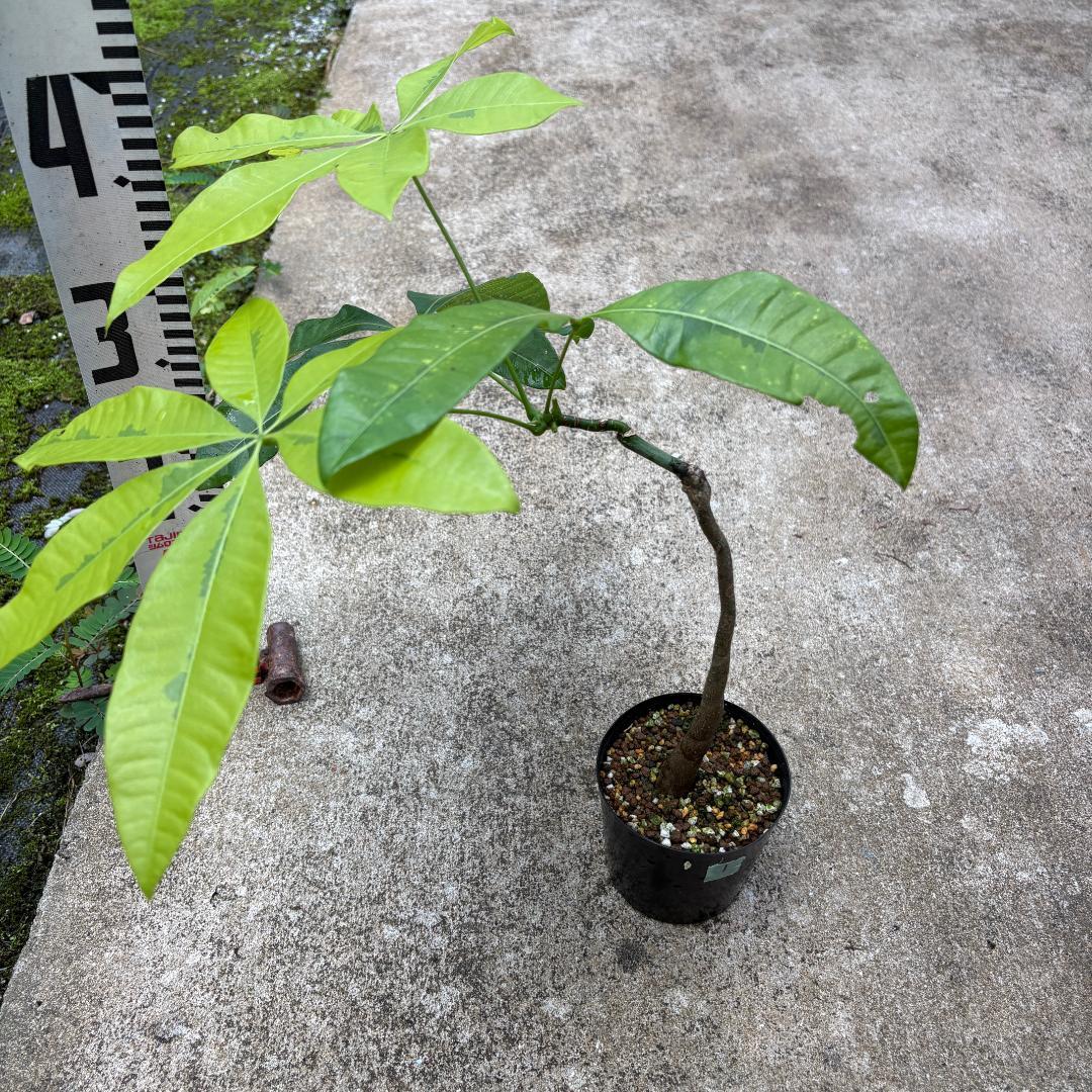 パキラ ムーンライト接木① 3.5号 約40cm