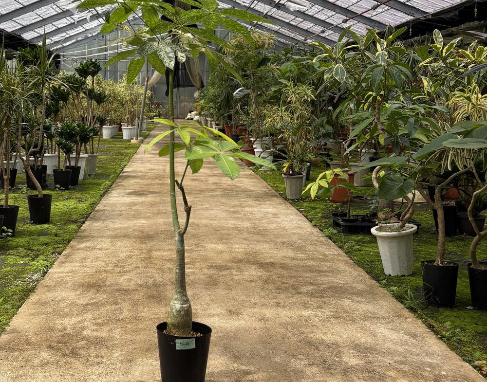 ハウスの中で育つ観葉植物