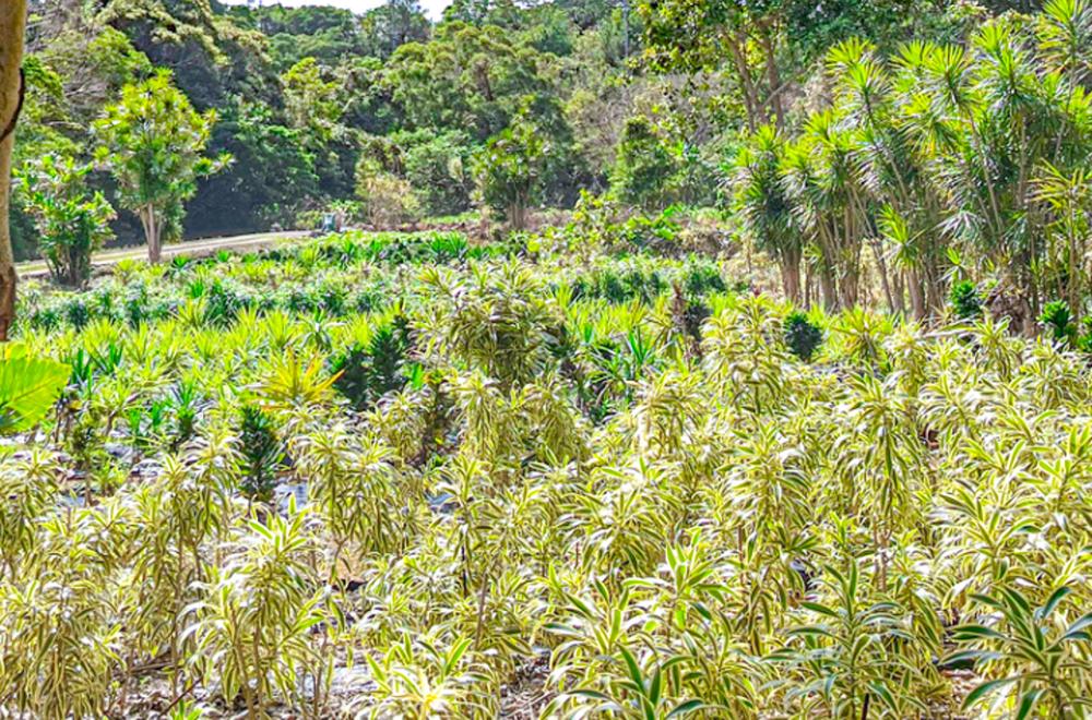 世界自然遺産・沖縄県北部の畑で育つ植物たち